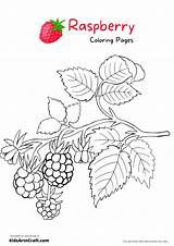 Raspberry Coloring Pages For Kids – Free Printables  Art & Craft sketch template