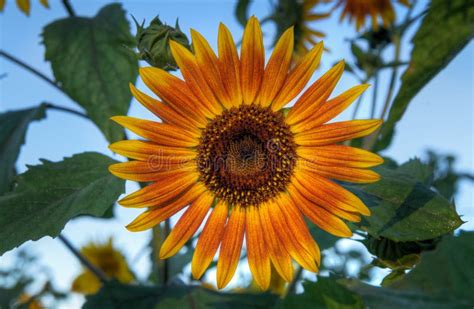 Orange and Yellow Sunflower Face Stock Image - Image of closeup, plant ...