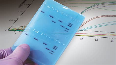 DNA, PCR & Agarose Gel Electrophoresis — Bio-Rad