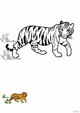 Roar Into Creativity With Tiger Coloring Pages sketch template