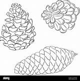 Pine Cone Coloring Page sketch template