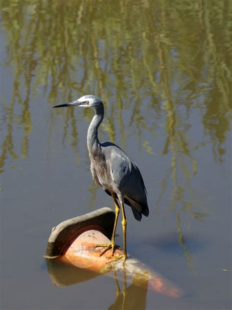 White-faced heron | BIRDS in BACKYARDS