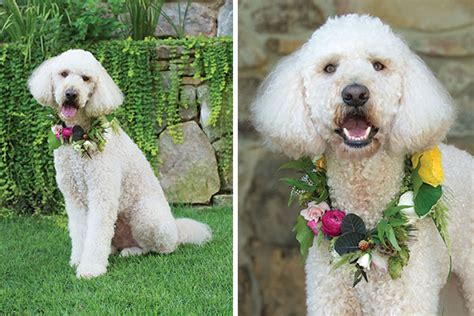 Floral Wedding Dog Collars | Flower Magazine - Home & Lifestyle