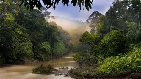 Jungle Forest River Mist Fog Trees HD wallpaper | nature and landscape | Wallpaper Better