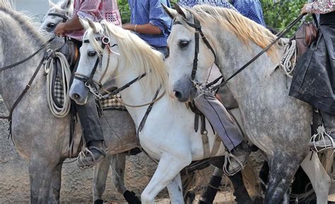 CAMARGUE HORSE