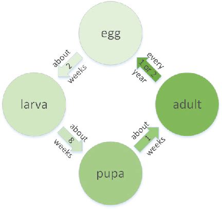 The life cycle of a bark beetle. | Download Scientific Diagram