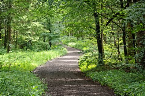 Free Images : tree, nature, hiking, trail, meadow, sunlight, leaf, stream, green, jungle, autumn ...