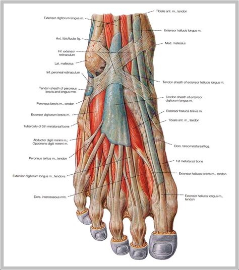 Foot Muscles Diagram