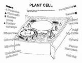 Plant Nucleus Coloring sketch template