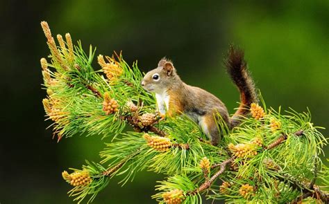 Squirrel on pine hd wallpaper | 2560x1600 | Gludy