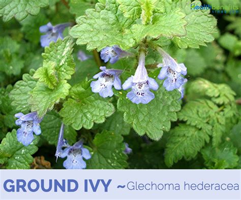 Health benefits of Ground ivy | Edible wild plants, Plant identification, Medicinal plants