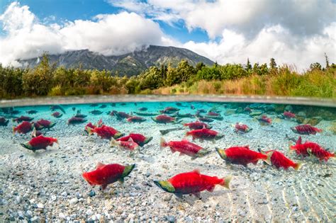 Nurturing hotspots for salmon in Alaskan rivers shift annually - Earth.com