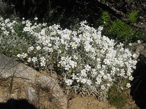 Ясколка скальная - Cerastium tomentosum - Silber-Hornkraut | Trees to plant, Garden, Landscape ...