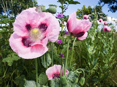 Oriental Poppy | Flower field, Flowers, Pink poppies