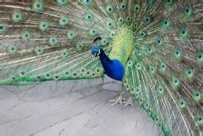 Peacock Feathers Background Free Stock Photo - Public Domain Pictures