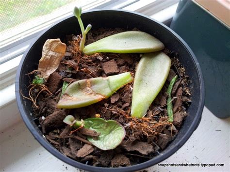 Propagating succulents - SnapShots & WhatNots