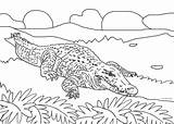 Alligator Coloring Pages Printable  Alligators Are A Type Of sketch template