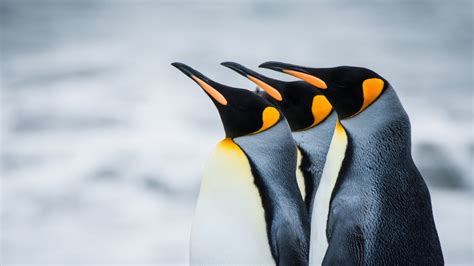 Penguin Backgrounds HD | HD Wallpapers, Backgrounds, Images, Art Photos.