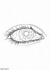 Human Eye Coloring Page Buy Anatomy Book sketch template