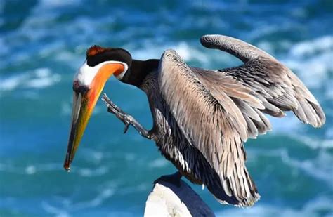 Brown Pelican - Description, Habitat, Image, Diet, and Interesting Facts