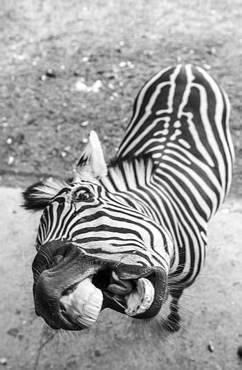 Royalty-free zebra photos free download | Pxfuel