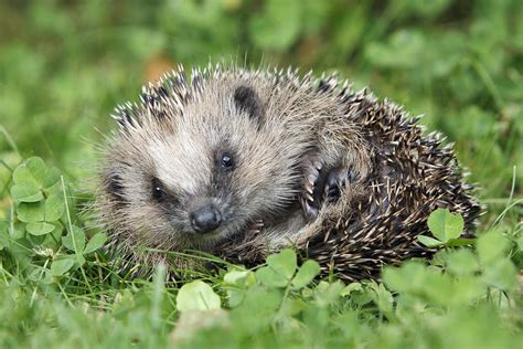 European Hedgehog Photograph by Duncan Usher - Fine Art America