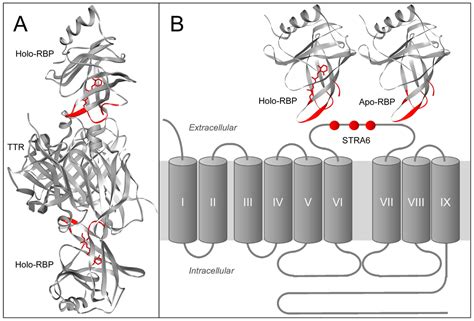 Membranes | Special Issue : Structure and Function of Membrane Receptors