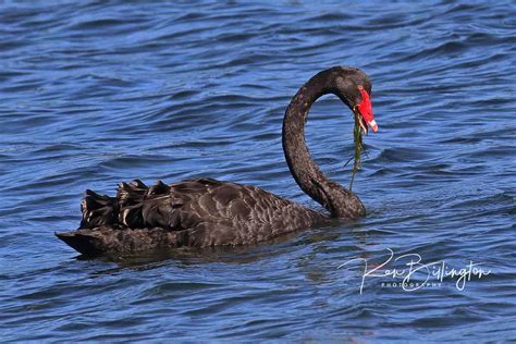 Black Swan Feeding | Focusing on Wildlife