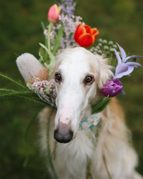 How Should You Care for a Borzoi Breed Dog? ⋆ The Stuff of Success