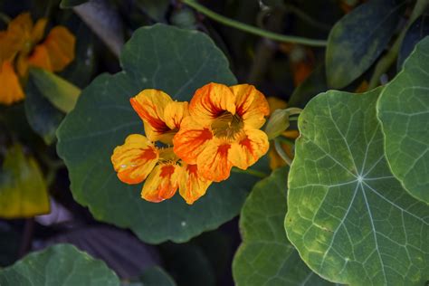 Nasturtium Flowers Free Stock Photo - Public Domain Pictures