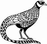 Imperial Pheasant Coloring Page  Free Printable Pages For Kids sketch template