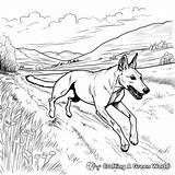 Greyhound Coloring Pages  Free & Printable sketch template