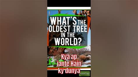 world oldest organisms/tree #information #shorts - YouTube
