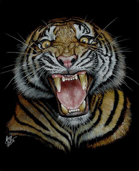 Tiger roar Drawing by Andy Gill