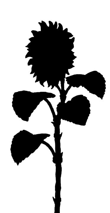 Sunflower Flower The Silhouette · Free vector graphic on Pixabay