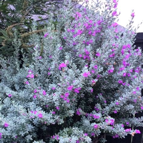 Blooming Texas Sage - A Sign of Rain?