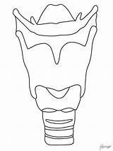 Larynx Colouring Page  Etsy sketch template