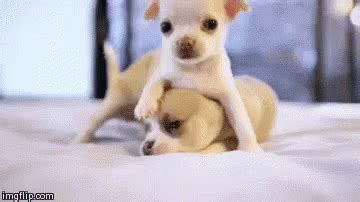 Dog Cuddles GIF - Puppy Cuddle Hug - Discover & Share GIFs