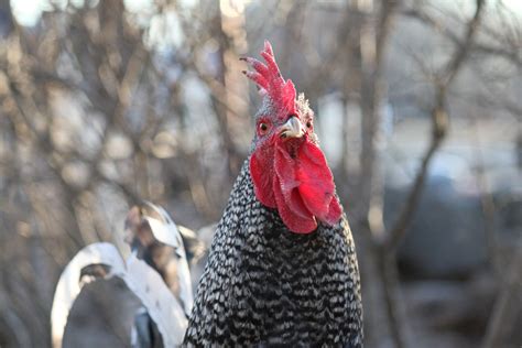 Chicken Face 3 Free Stock Photo - Public Domain Pictures