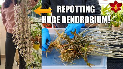 MissOrchidGirl - When to repot Dendrobium Orchids that need winter rest ...