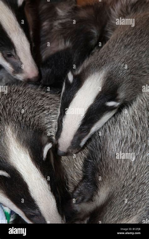 badgers Meles meles group of cubs Stock Photo - Alamy