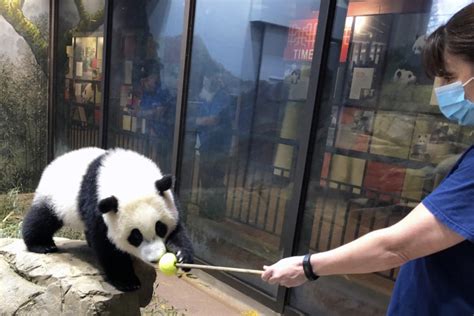 DC’s giant panda cub a ‘quick learner’; begins husbandry training | WTOP