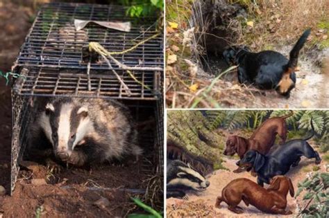 What Is Badger Baiting? - Exposing the Cruelty of Badger Baiting