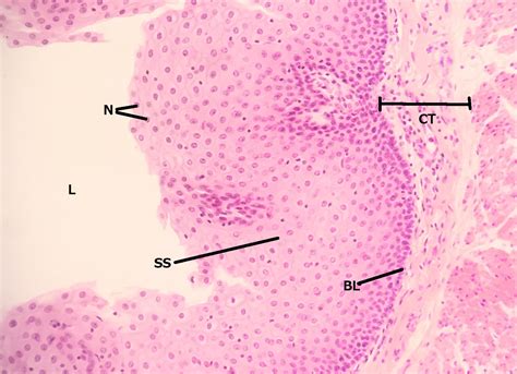 Stratified Squamous Epithelium Human Esophagus 10x | Histology