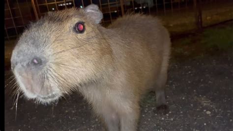 How to Survive a Capybara Attack - YouTube