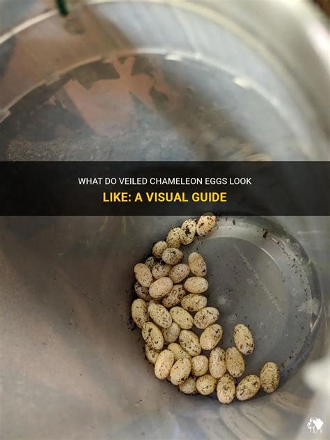 What Do Veiled Chameleon Eggs Look Like: A Visual Guide | PetShun