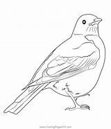 American Robin 4 Coloring Page For Kids  Free Thrushes Printable sketch template