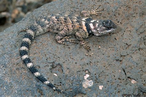 New Mexico Crevice Spiny Lizard - Sceloporus poinsettii poinsettii