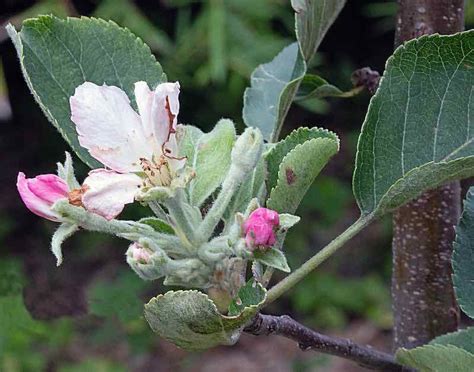 All About Anna Apples - Minneopa Orchards