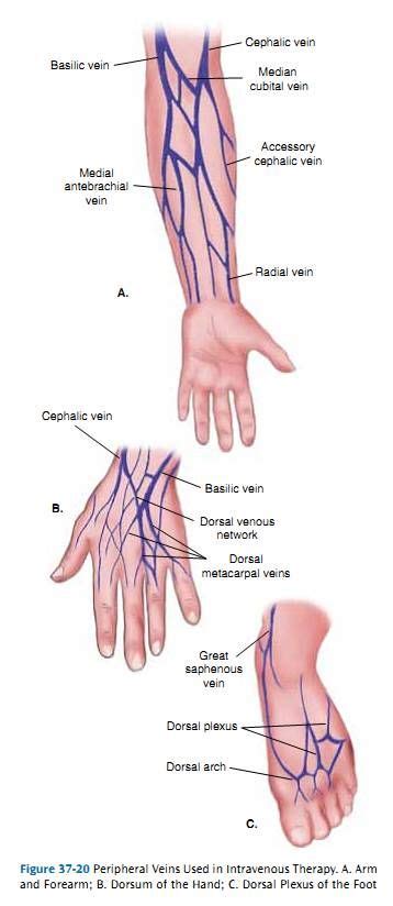 Pin by Marie Walter on Nursing | Nursing iv, Nurse study notes, Nursing ...